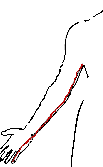 Hjertet